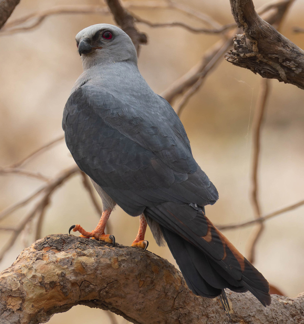 image Plumbeous Kite